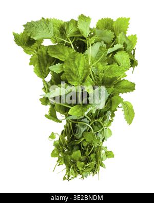 Bunch of fresh lemon balm (melissa officinalis) herb isolated on white background Stock Photo