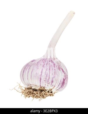 Bulb with roots of fresh garlic isolated on white background Stock Photo
