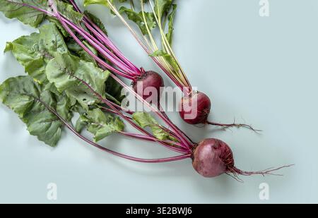 Bunch of fresh beetroot. Freshly bunch harvest. Fresh farm vegetables on pastel background. Healthy organic food Stock Photo