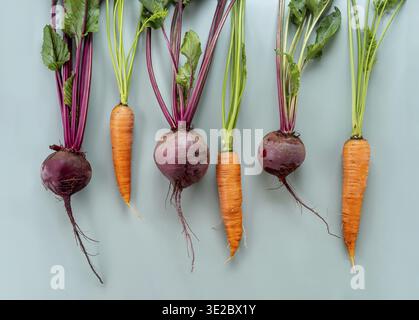 Freshly bunch harvest. Fresh farm vegetables on pastel background. Healthy organic food, raw carrot and beetroot Stock Photo