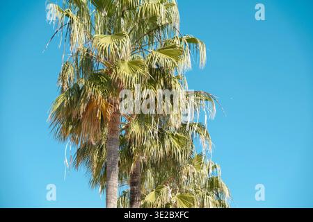 Row of palm trees against bright blue sky in Albir, Spain. Low angle view Stock Photo