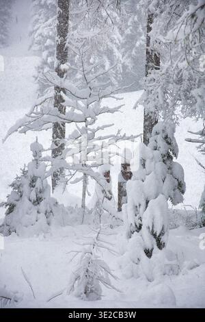 Small tree completely covered in soft white snow, creating a delicate winter fairytale scene. Stock Photo