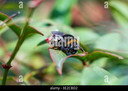 A tired bee, covered in particles of pollen, rests on a leaf, London, UK Stock Photo