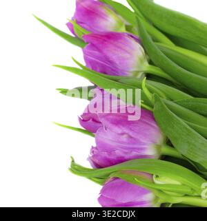 Purple tulips isolated on white background border Stock Photo
