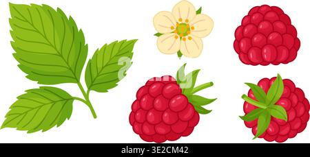 Botanical set featuring raspberry leaves, flower, and ripe berries. Hand drawn trendy flat style isolated. Perfect for organic labels, gardening guides, and summer sticker packs. Vector illustration Stock Vector