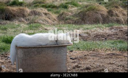 Greenland dog resting head down on wooden box Stock Photo