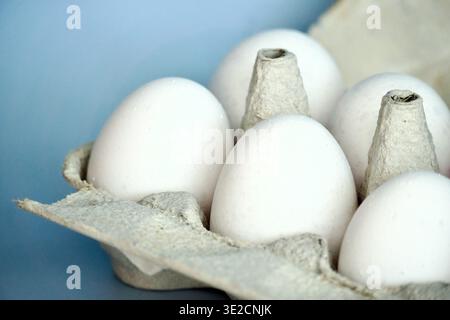 Fresh white eggs in a cardboard carton on a blue background Stock Photo