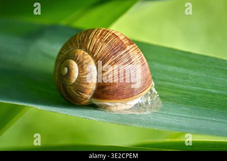 Roman Snail (Helix pomatia) on a green leaf, withdrawn into its shell Stock Photo