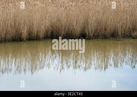 Abstract close-up of reed beds reflected in still water at Lymington, Hampshire, England, UK Stock Photo