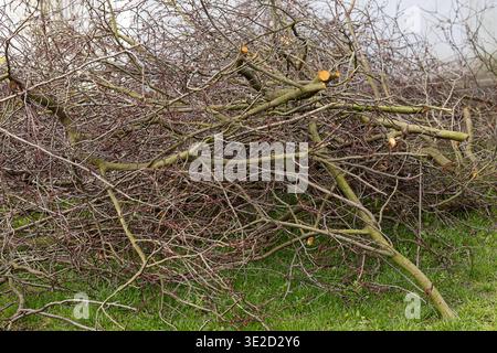 Stacked pile of freshly pruned fruit tree branches lying on green grass after seasonal spring arboriculture work in a home garden Stock Photo