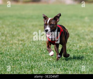 Happy Staffordshire terrier puppy playing at the park and running in the grass Stock Photo
