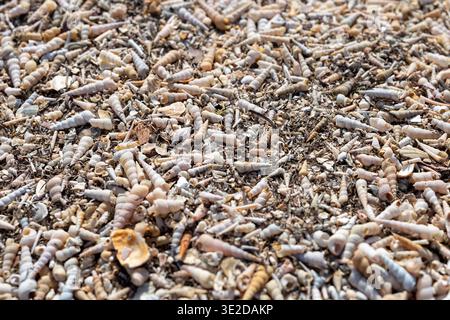 Dense carpet of small spiral white-grey seashells with mixed fragments on beach. Close-up with slight front bokeh. Detailed natural texture, summer na Stock Photo