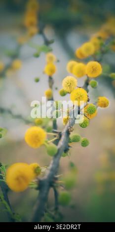 Close up view of fluffy yellow mimosa flowers on a branch in spring Stock Photo