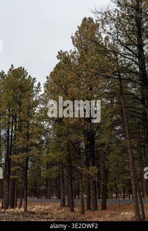 Vertical view of a serene Arizona forest with tall pine trees reaching toward the sky, showcasing natural beauty and wilderness Stock Photo