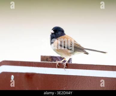 Dark eyed Junco Perched on sign Stock Photo