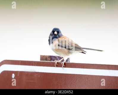 Dark eyed Junco Perched on sign Stock Photo