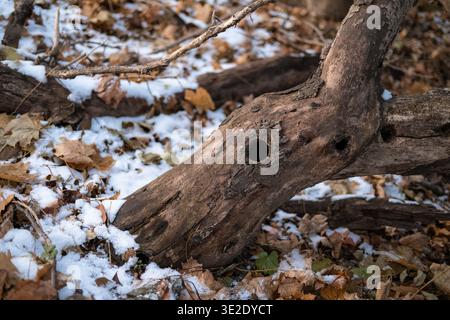 Winter forest detail: Snow-covered twisted tree trunk with holes and bark texture, moody natural scene in Vienna woodland. Stock Photo