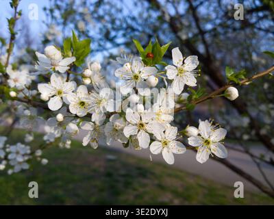A small red ladybird beetle (Coccinellidae) peeking through the white flowers and green leaves of a blooming Cherry Plum tree. Stock Photo