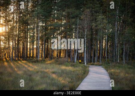 Wooden ecological trail pathway lies through autumn pine forest wetland in natural park at sunset. Stock Photo