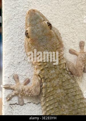 Close-up of a Mediterranean gecko in Buenos Aires on a white background showing its scales and eyes. Exotic insectivorous reptile introduced to the ci Stock Photo