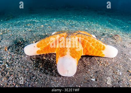 Close-up underwater shot of a large, brightly colored starfish resting on the sea floor Stock Photo
