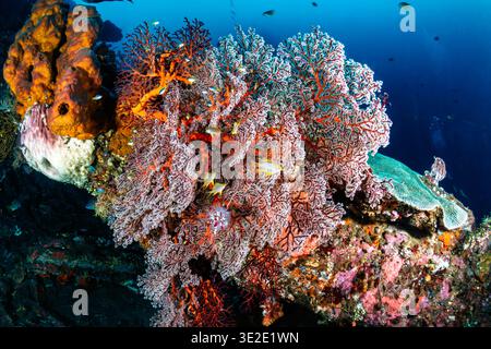 Vibrant red and white gorgonian sea fan growing on a healthy tropical coral reef wall Stock Photo