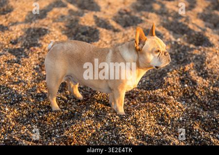 French Bulldog male standing on a pebbly beach during warm, golden-hour light Stock Photo