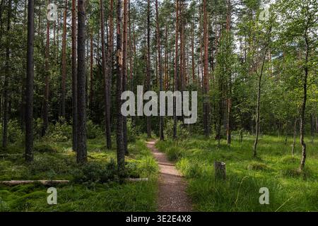 Picturesque forest trail winding through a pine forest on a sunny summer day. Stock Photo