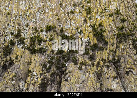 Rugged abstract rock face covered in green moss and white lichen. Natural textures form a striking, earthy pattern. Ideal for backgrounds. Stock Photo