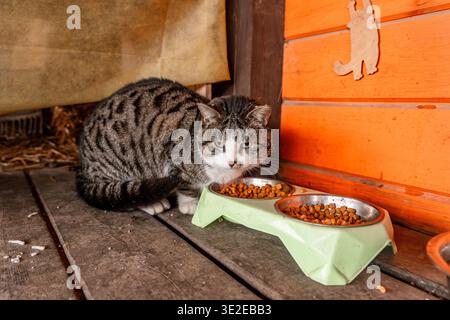 A cute fluffy cat sits next to a bowl of food at the house outside Stock Photo