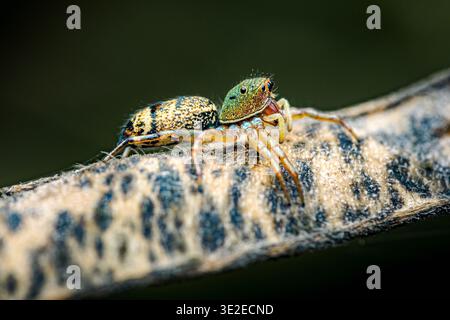 Detailed macro of a colorful jumping spider with a green iridescent cephalothorax and striped abdomen, walking on a textured plant surface. Photograph Stock Photo