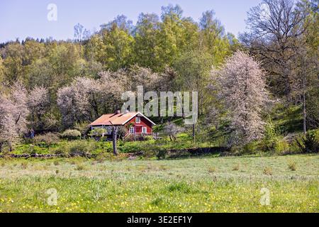 Red idyllic cottage by the forest edge in the countryside a sunny spring day Stock Photo