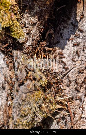 Ants crawling on a tree trunk in the sunshine Stock Photo