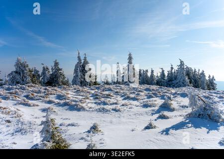 Snow blankets the Jizera Mountains, creating a serene landscape. Tall evergreen trees stand covered in white, under a clear blue sky. A peaceful and inviting scene for winter enthusiasts. Stock Photo