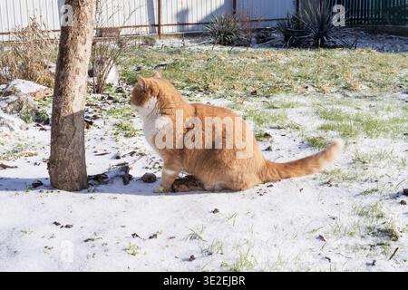 Ginger domestic cat sitting on snow covered ground in backyard garden winter outdoor scene Stock Photo