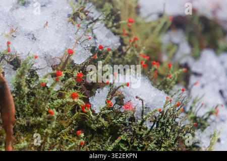 Bright Red Cup Lichen Emerging Through Melting Snow, Forest Floor Taiwan Stock Photo