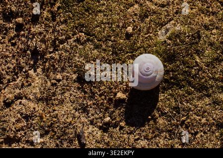 Snail shell on mossy sandy ground with natural spiral pattern Stock Photo