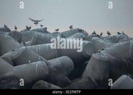Seagulls Resting on Coastal Tetrapods Stock Photo