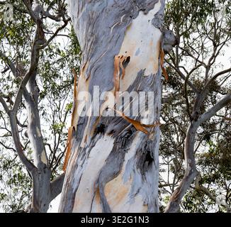 Close-up of gum tree trunk showing peeling bark, vivid colors, and natural woodland texture. Stock Photo