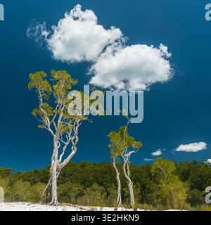 Tall gum trees in a dry landscape under a blue sky with white clouds, a serene nature scene. Stock Photo
