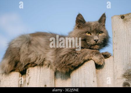 Gray long-haired cat relaxing on a weathered wooden fence, gazing forward with intense yellow eyes under a bright blue sky, capturing an agile domestic pet's outdoor freedom Stock Photo