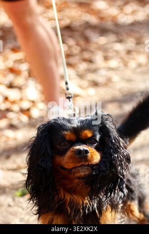 Black and Tan Spaniel dog on a Leash Outdoors Stock Photo