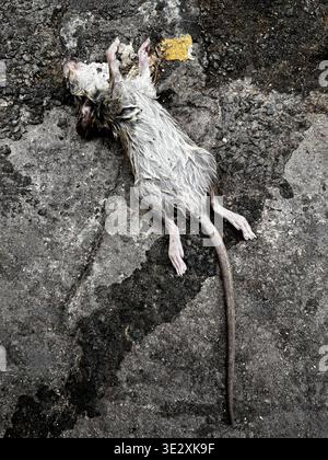 a dead, wet rat lying on a rough stone or concrete pavement on the street of Montmartre - Paris - France Stock Photo