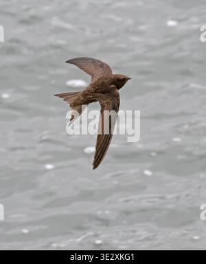 Swift feeding over Staines Reservoir Surrey Stock Photo