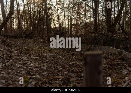 View of the forest floor covered in fallen leaves, with the sun setting behind the trees, casting long shadows across the scene, Kyiv, Kyiv City, Ukra Stock Photo