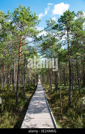 A wooden walkway stretches through a forest of tall pine trees, leading into Lahemaa National Park (Estonia). Stock Photo