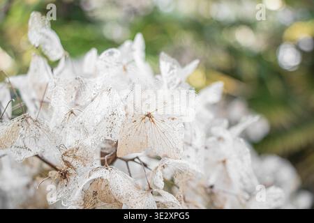 Dried hydrangea flowers on a green background in an extra-close-up shot, translucent petals dried to a mesh in beige tones Stock Photo