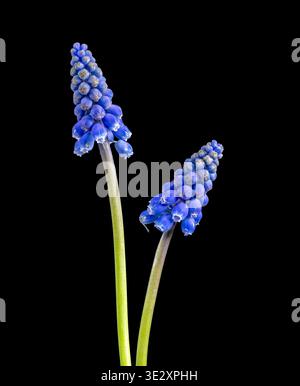 A pair of blue Grape Hyacinth flowers, (Muscari), photographed against a black background. They are among the first flowers to bloom in Spring Stock Photo