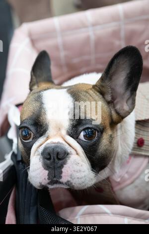 French bulldog sitting inside a carrier indoors. Strong eye contact and compact body create a charming portrait of a small companion breed in travel s Stock Photo