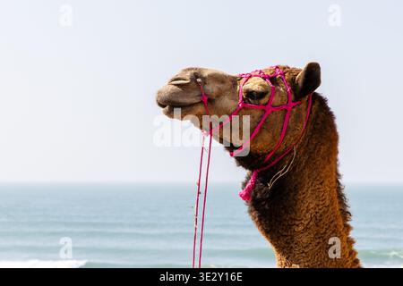 desert animal portrait showing camel head with clean white background Stock Photo